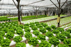 Food production in hydroponic plant, lettuce