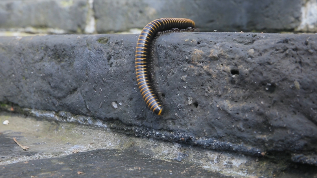 best pest control Sydney