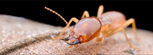termite control Tweed Heads