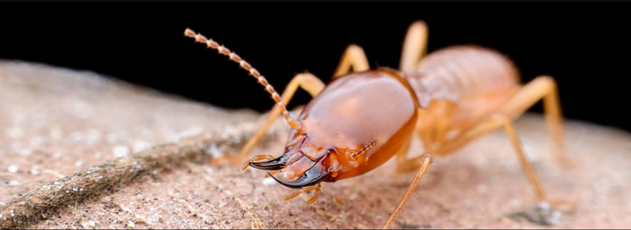 termite control Tweed Heads