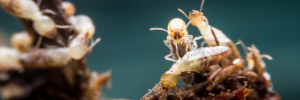 Pest control Tweed Heads