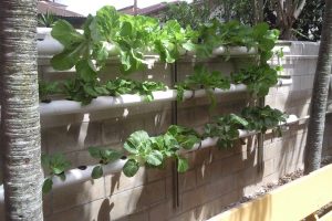 hydroponics