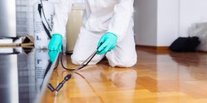 house pest control