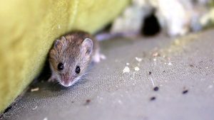 rodent clean up services