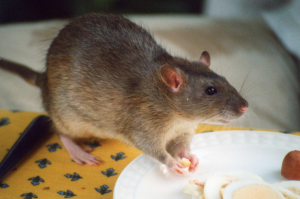 rat pest control