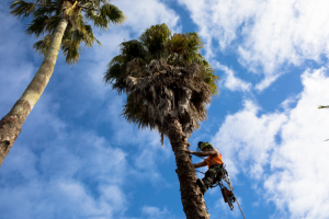 palm removal Auckland