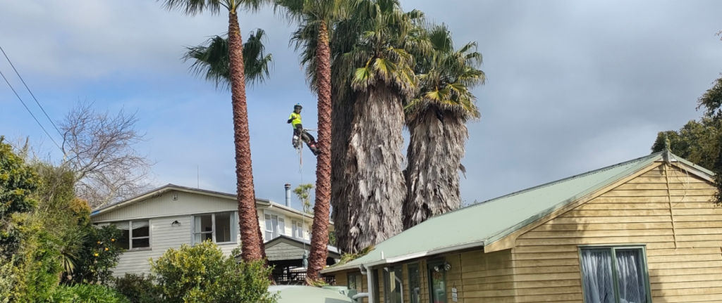 palm removal Auckland