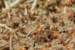 termite protection in Gympie