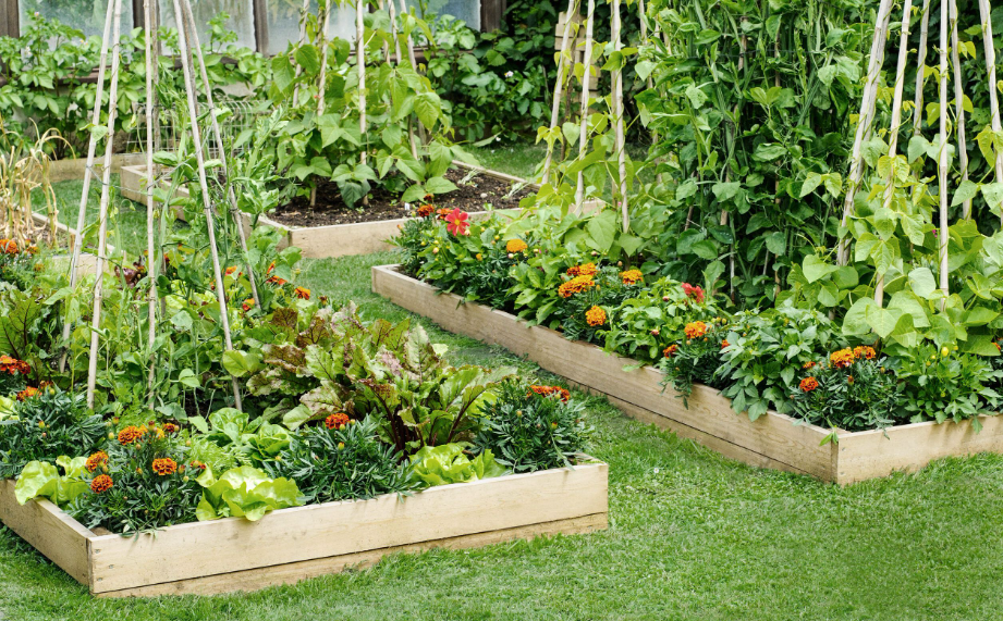 Raised garden boxes