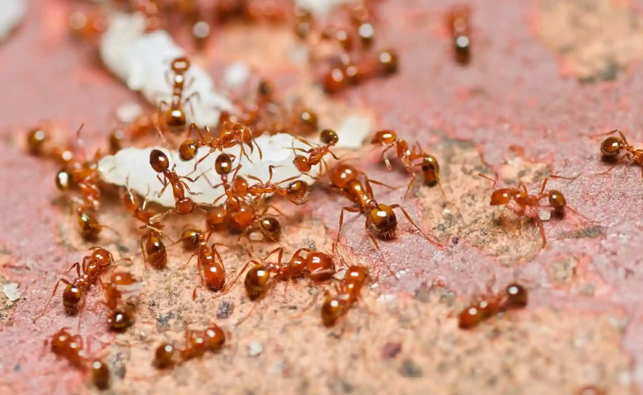 ant control in Wellington