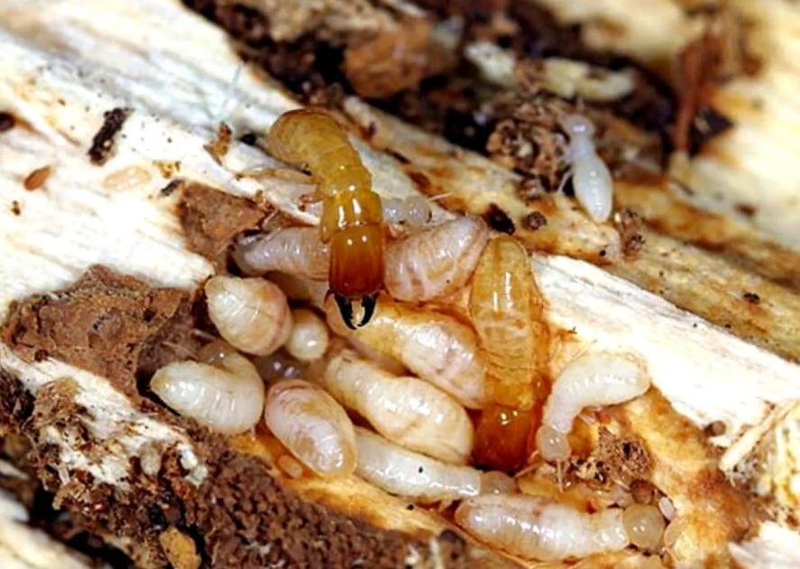 termite protection in Gympie